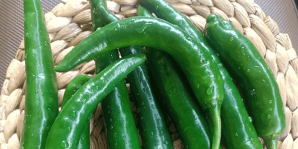 Chile Chao Tian Jiao ChaoTianJiao