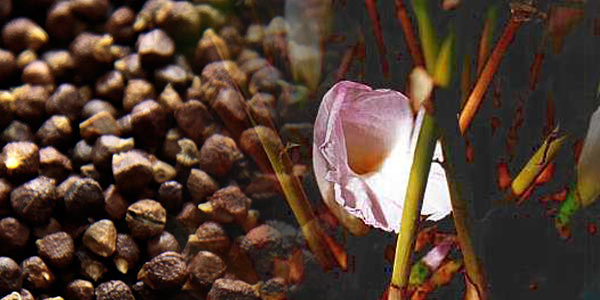 Flor de Granos del Paraíso flor de amomo