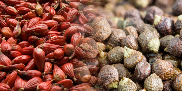 Pimienta Melegueta amomo