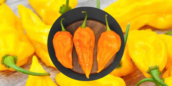 salsa picante con fatalii kambuzi