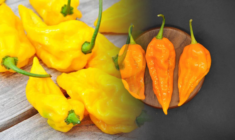 Chile Fatalii fatalii