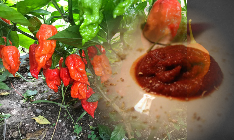 Salsa Fatalii salsa fatalii