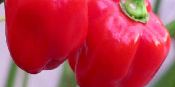 platos picantes con Habanero habanero