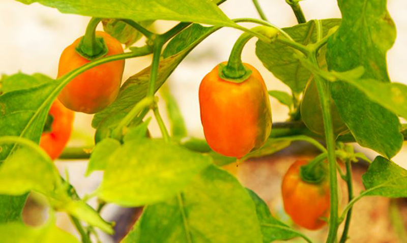 Ají Habanero habanero