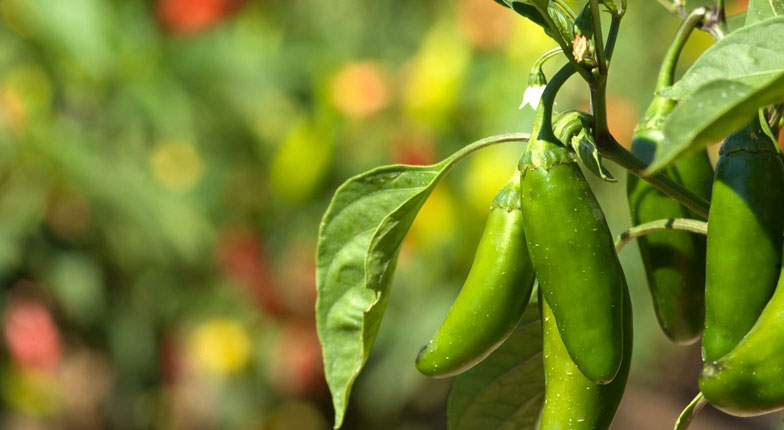 Ají Jalalpeño jalapeño