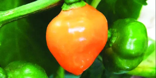 plato picante con kambuzi kambuzi