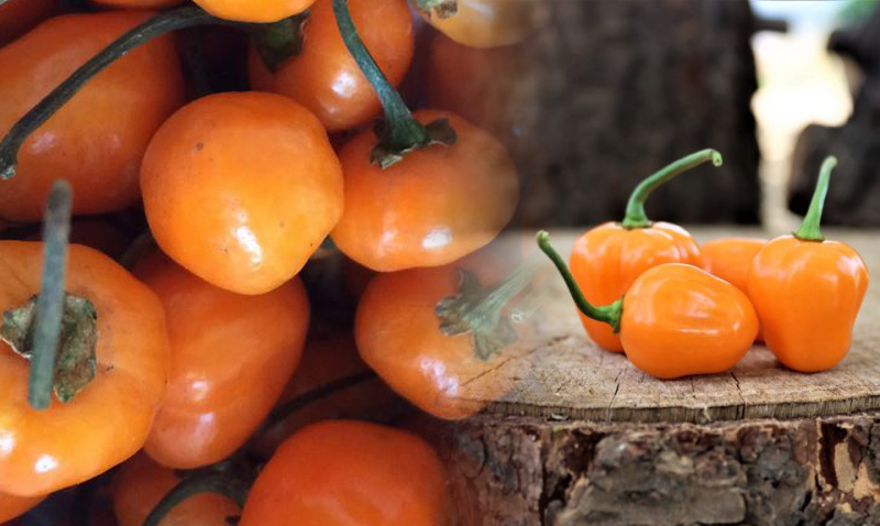 Chile Kambuzi kambuzi