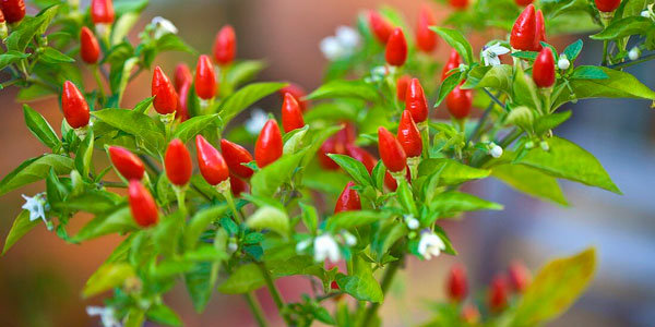 plato picante con piri piri en Bilbao piri piri