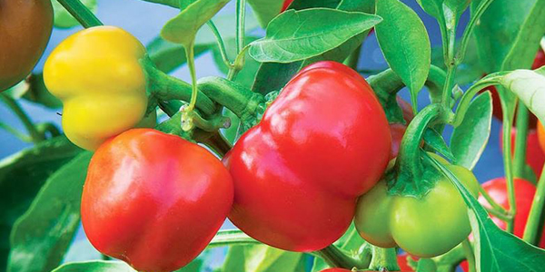 plato picante con Rocoto en Pais Vasco rocoto