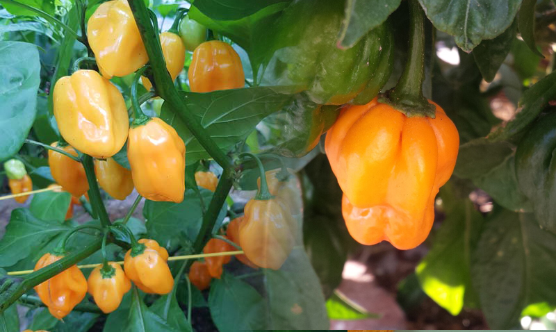scotch bonnet