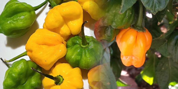 plato picante con scotch bonnet scotchbonnet