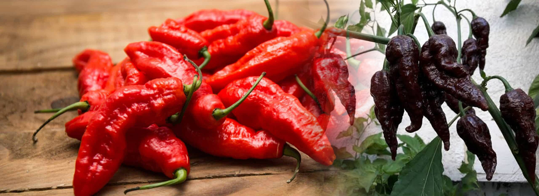 Bhut Jolokia