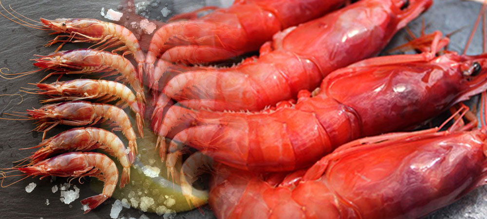 gambas rojas en Bilbao gambas rojas