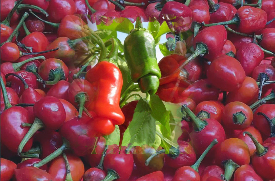 picante akabare de Nepal