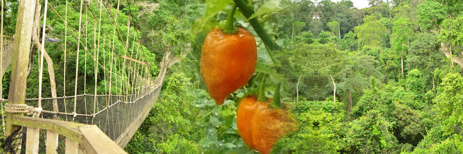Scotch Bonnet